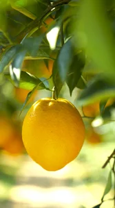 Exploring the Vibrant Golden Orange Orchards of Moc Chau: A Must-Visit Destination for Nature Lovers and Travelers - image 4