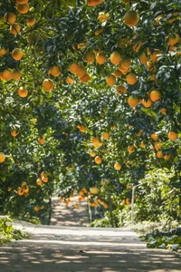 Exploring the Vibrant Golden Orange Orchards of Moc Chau: A Must-Visit Destination for Nature Lovers and Travelers - image 7