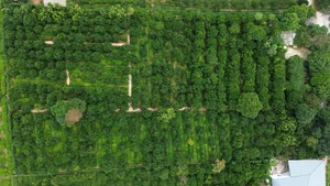 Exploring the Vibrant Golden Orange Orchards of Moc Chau: A Must-Visit Destination for Nature Lovers and Travelers - image 8