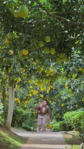 Exploring the Vibrant Golden Orange Orchards of Moc Chau: A Must-Visit Destination for Nature Lovers and Travelers - image 2