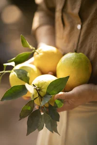 Exploring the Vibrant Golden Orange Orchards of Moc Chau: A Must-Visit Destination for Nature Lovers and Travelers - image 1