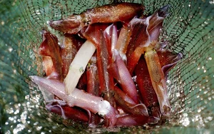 Ha Tinh’s Famous ‘Jumping Squid’: A Must-Try Culinary Specialty of Vung Ang - image 2