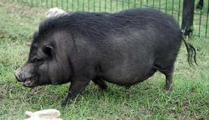 Why the Vietnamese Pot-Bellied Pig Captured the World's Heart - image 4
