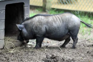 Why the Vietnamese Pot-Bellied Pig Captured the World's Heart - image 3