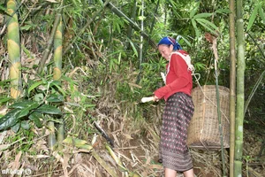 Discover Nghe An Seasonal Culinary Specialties: Hometown of Ho Van Cuong's Wife - image 2