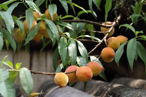 Discover Nghe An Seasonal Culinary Specialties: Hometown of Ho Van Cuong's Wife - image 1