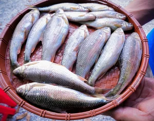 Discover Nghe An Seasonal Culinary Specialties: Hometown of Ho Van Cuong's Wife - image 3