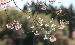 Fukushima's Cherry Blossom Paradise: A Spring Journey Through Japan - image 8