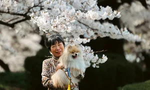 Fukushima's Cherry Blossom Paradise: A Spring Journey Through Japan - image 0