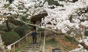 Fukushima's Cherry Blossom Paradise: A Spring Journey Through Japan - image 5