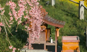 Fukushima's Cherry Blossom Paradise: A Spring Journey Through Japan - image 2