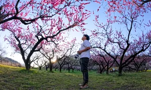 Fukushima's Cherry Blossom Paradise: A Spring Journey Through Japan - image 7