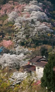 Fukushima's Cherry Blossom Paradise: A Spring Journey Through Japan - image 6