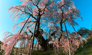 Fukushima's Cherry Blossom Paradise: A Spring Journey Through Japan - image 4