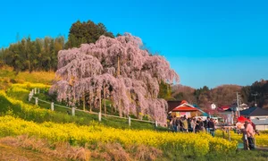 Fukushima's Cherry Blossom Paradise: A Spring Journey Through Japan - image 1