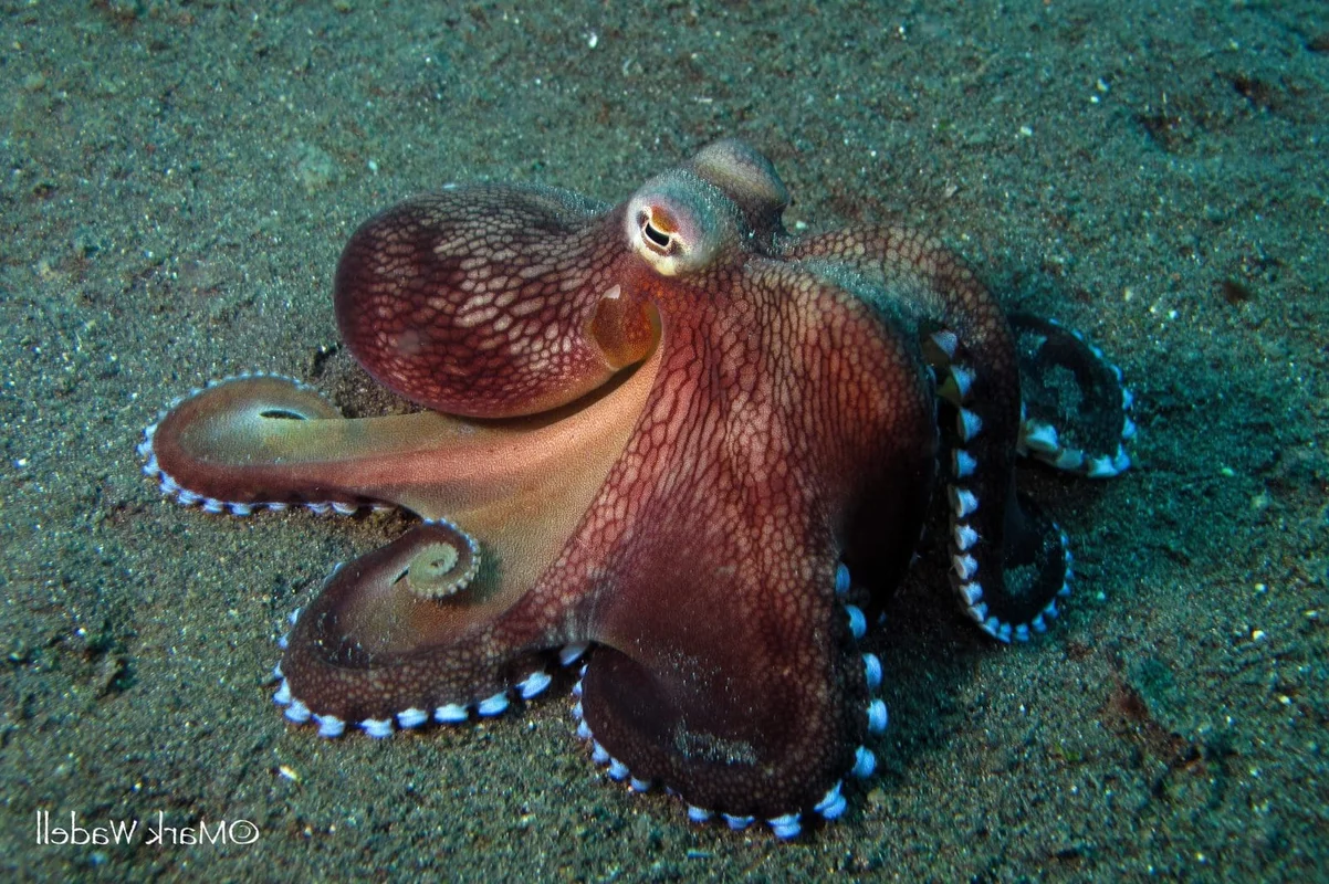 Top 10 Animals with the Most Unique and Extraordinary Skin on Earth