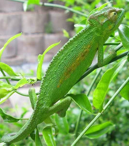 Top 10 Animals with the Most Unique and Extraordinary Skin on Earth - image 4