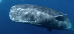 Top 10 Animals with the Most Unique and Extraordinary Skin on Earth - image 5