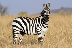 Top 10 Animals with the Most Unique and Extraordinary Skin on Earth - image 9