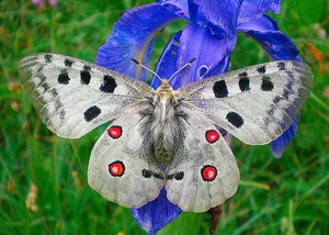 Four of the World’s Rarest Butterfly Species Facing the Threat of Extinction - image 3