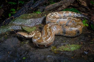 The Rare 'Blood Python' of Vietnam: A Mystery in the Red Data Book - image 10