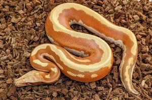 The Rare 'Blood Python' of Vietnam: A Mystery in the Red Data Book - image 6