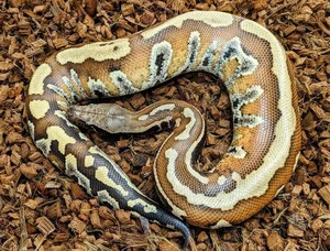 The Rare 'Blood Python' of Vietnam: A Mystery in the Red Data Book - image 1