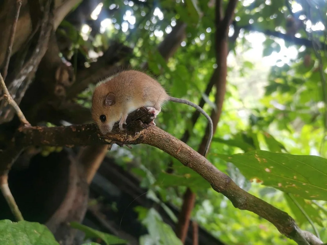 Discover Vietnam Rare and Unique Wild Rodents: A Biodiversity Wonder