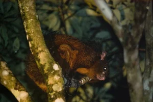 Discover Vietnam Rare and Unique Wild Rodents: A Biodiversity Wonder - image 8
