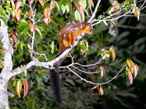 Discover Vietnam Rare and Unique Wild Rodents: A Biodiversity Wonder - image 1