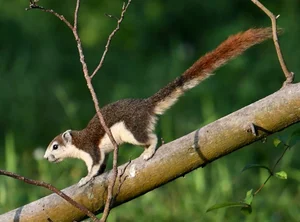 Discover Vietnam Rare and Unique Wild Rodents: A Biodiversity Wonder - image 11
