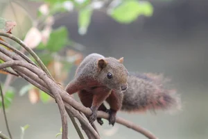 Discover Vietnam Rare and Unique Wild Rodents: A Biodiversity Wonder - image 7