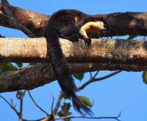 Discover Vietnam Rare and Unique Wild Rodents: A Biodiversity Wonder - image 3