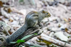 Discover Vietnam Rare and Unique Wild Rodents: A Biodiversity Wonder - image 9
