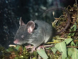 Discover Vietnam Rare and Unique Wild Rodents: A Biodiversity Wonder - image 14