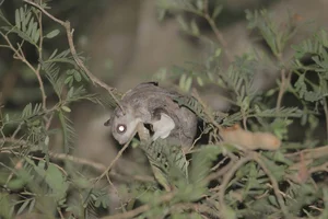 Discover Vietnam Rare and Unique Wild Rodents: A Biodiversity Wonder - image 0