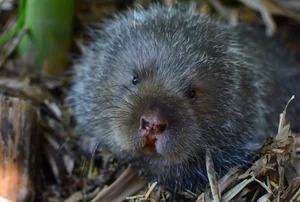Discover Vietnam Rare and Unique Wild Rodents: A Biodiversity Wonder - image 12