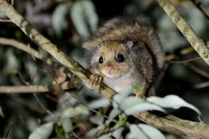 Discover Vietnam Rare and Unique Wild Rodents: A Biodiversity Wonder - image 5
