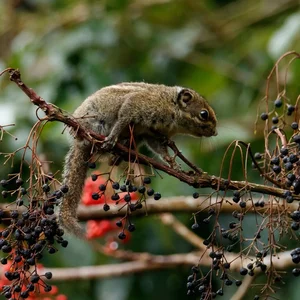 Discover Vietnam Rare and Unique Wild Rodents: A Biodiversity Wonder - image 13