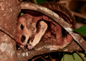 Discover Vietnam Rare and Unique Wild Rodents: A Biodiversity Wonder - image 10