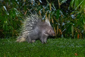 Discover Vietnam Rare and Unique Wild Rodents: A Biodiversity Wonder - image 15
