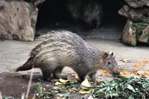 Discover Vietnam Rare and Unique Wild Rodents: A Biodiversity Wonder - image 4