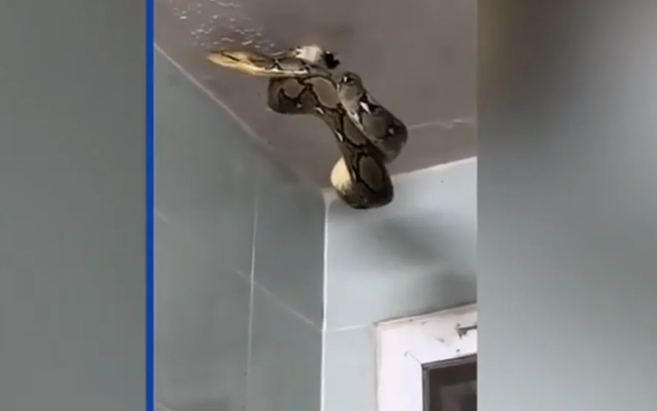 Terrifying Encounter: Python Swallows Pigeon in Bangkok Streets