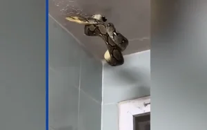 Terrifying Encounter: Python Swallows Pigeon in Bangkok Streets - image 0