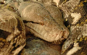 Terrifying Encounter: Python Swallows Pigeon in Bangkok Streets - image 6