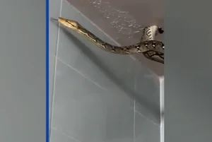 Terrifying Encounter: Python Swallows Pigeon in Bangkok Streets - image 4