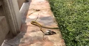Terrifying Encounter: Python Swallows Pigeon in Bangkok Streets - image 3