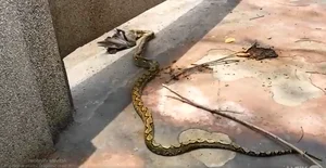 Terrifying Encounter: Python Swallows Pigeon in Bangkok Streets - image 1