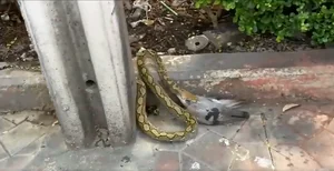 Terrifying Encounter: Python Swallows Pigeon in Bangkok Streets - image 5