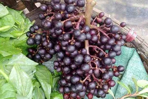 Top 7 Must-Buy Sapa Specialties: Authentic Souvenirs and Rare Finds from Vietnam's Northern Highlands - image 4